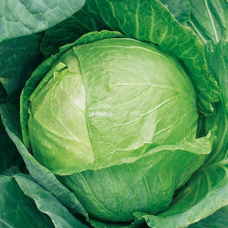 Cabbage Mozart F1 Veg Plants