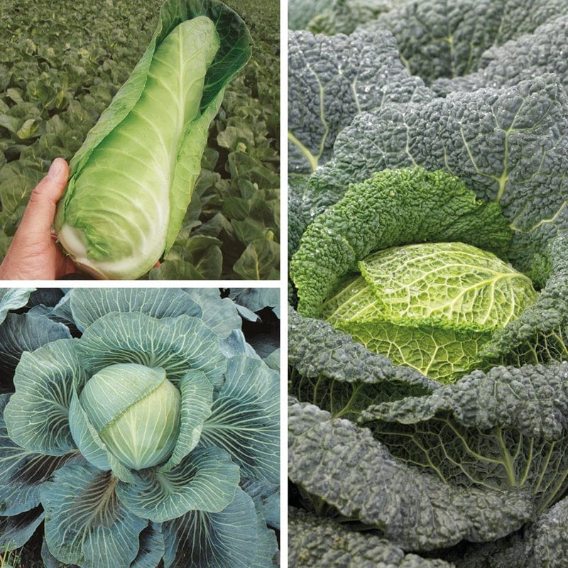 30 Plants, 10 Of Each EARLY Cabbage Veg Plant Collection