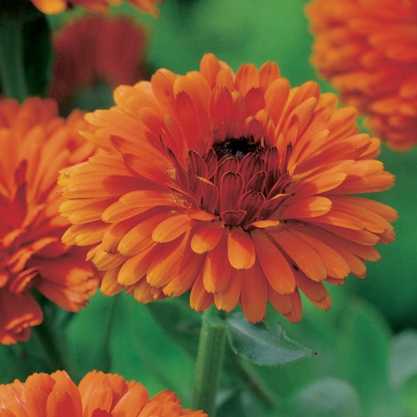 Calendula Indian Prince Flower Plants