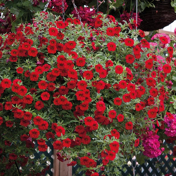 5 Young Plants Calibrachoa Cabaret Bright Red Flower Plants