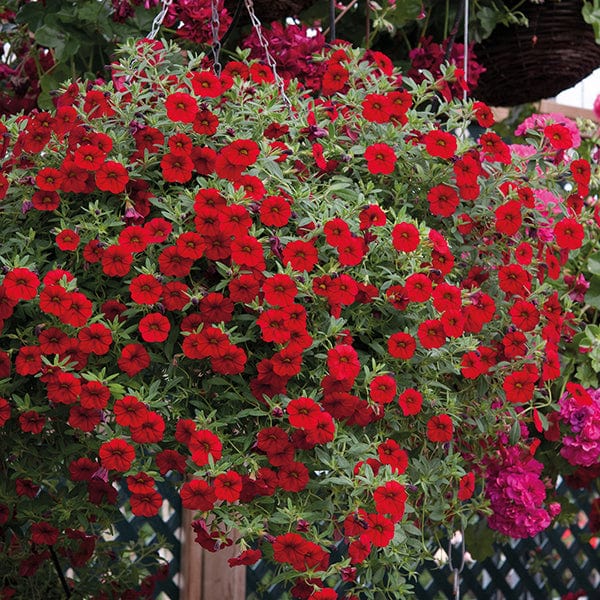 3 x 9cm Plants Calibrachoa Cabaret Bright Red Flower Plants