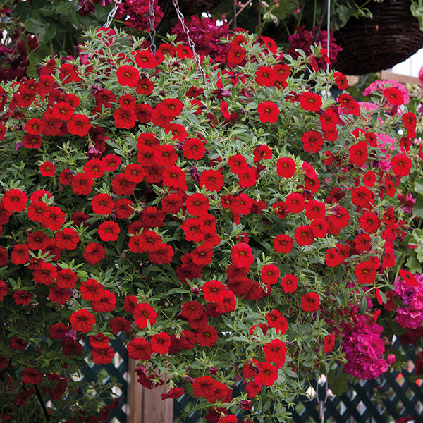Hanging basket with red and pink flowers