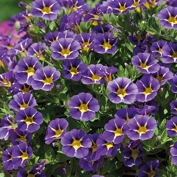 15 Young Plants Calibrachoa Cabaret Starlight Blue Flower Plants