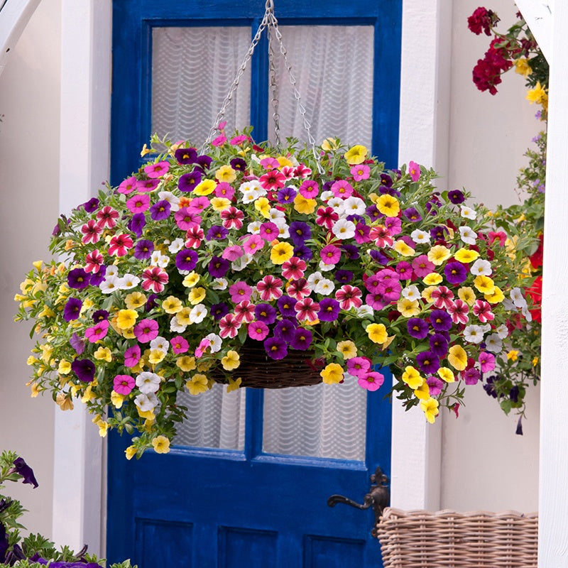 Calibrachoa Kabloom Mixed F1 Flower Plants