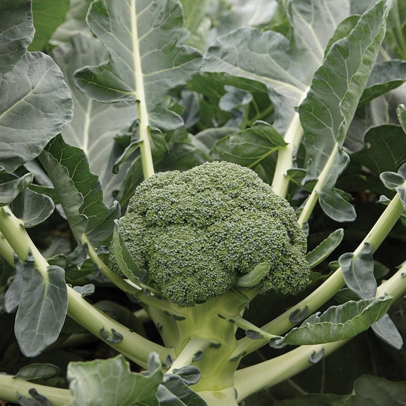 Autumn Harvest Brassica Collection