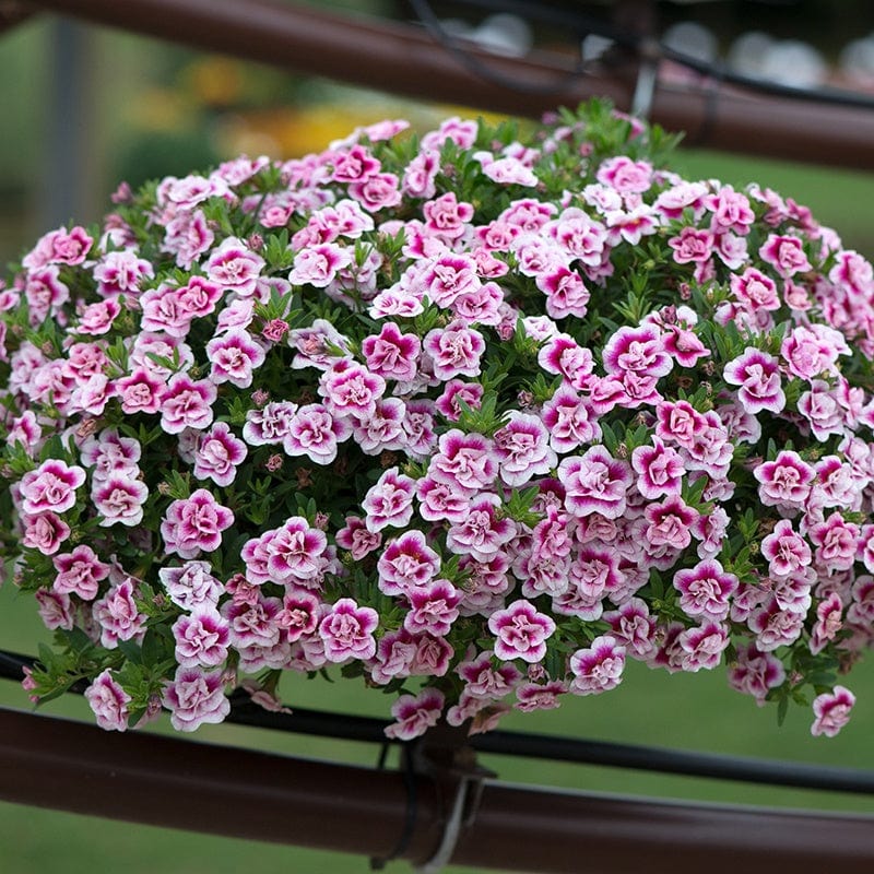 3 x 9cm Plants Calibrachoa Double Can-Can Pink Tastic Flower Plants