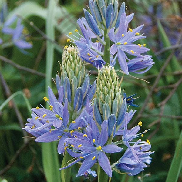 Camassia cusickii Bulbs