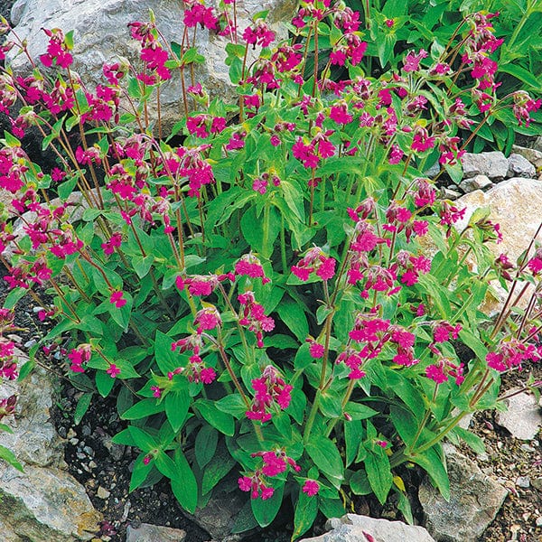 5 young plants Campion Red Flower Plants