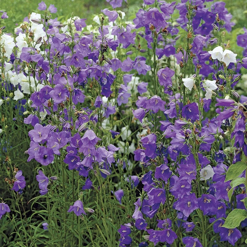 1 Potted 9cm Plant Campanula persicifolia Blue Plants