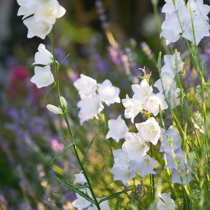 1 Potted 9cm Plant Campanula persicifolia White Flower Plants