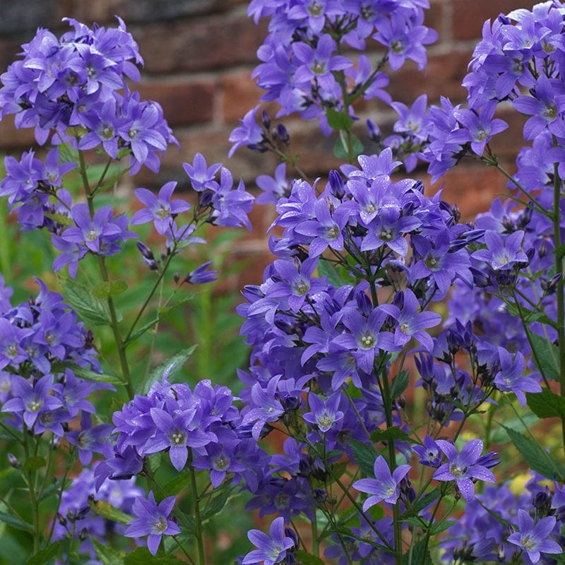 Campanula Pritchard's Variety Flower Plants