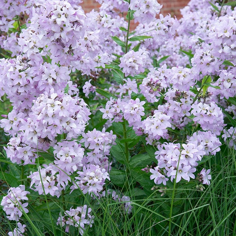 Campanula Loddon Anna Plant from Mr Fothergill's Seeds and Plants