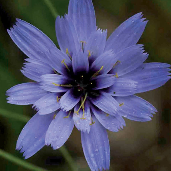 Catananche caerulea Flower Plants