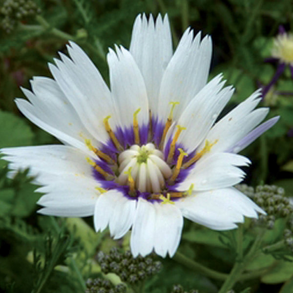 Catananche Alba Plants