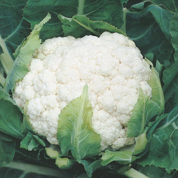 10 Plants (EARLY) Cauliflower Aalsmeer AGM Plants