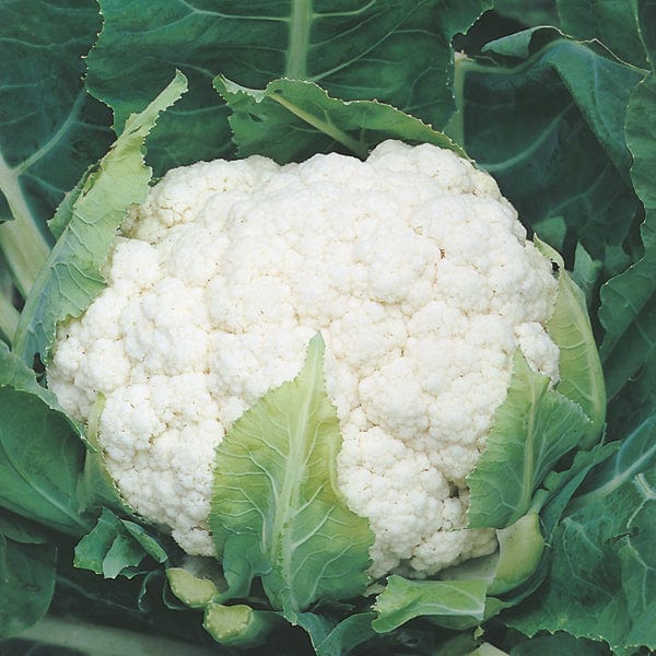 10 Plants (LATE) Cauliflower Aalsmeer AGM Plants