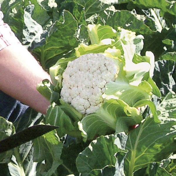 Cauliflower Mystique F1 Plants