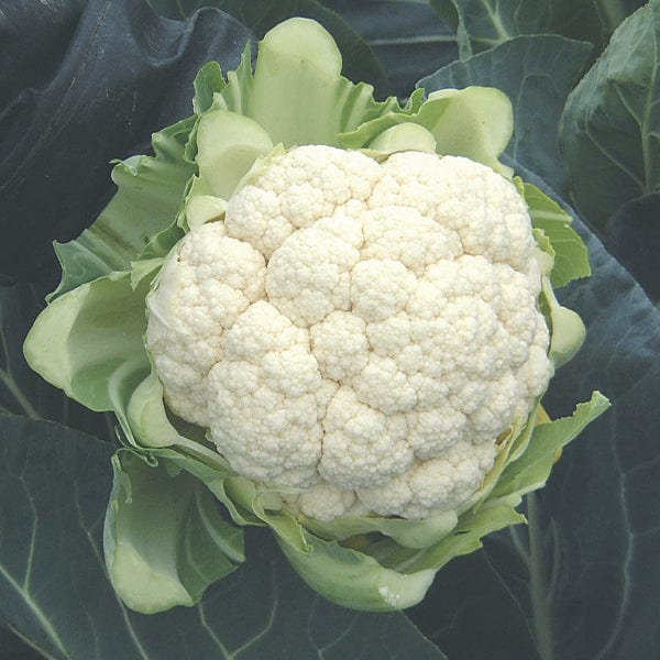 Cauliflower North Foreland F1 Plants