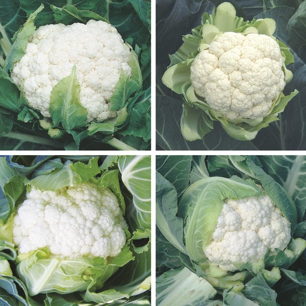 Cauliflower Veg Plant Collection