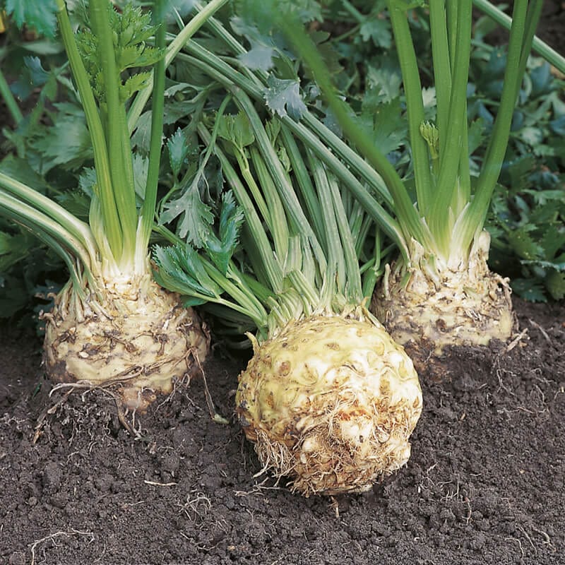 Celeriac Ilona F1 Veg Plants