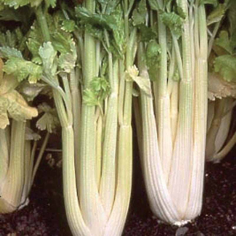 Celery Loretta AGM Veg Plants