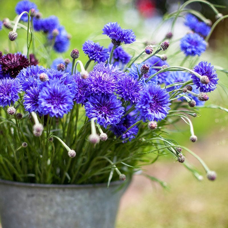 Centaurea cyanus Blue Boy Flower Plants