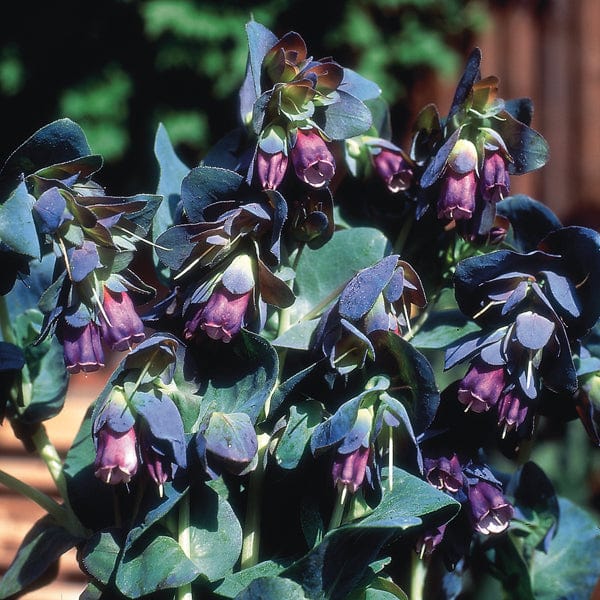 Cerinthe major Purpurascens Flower Plants