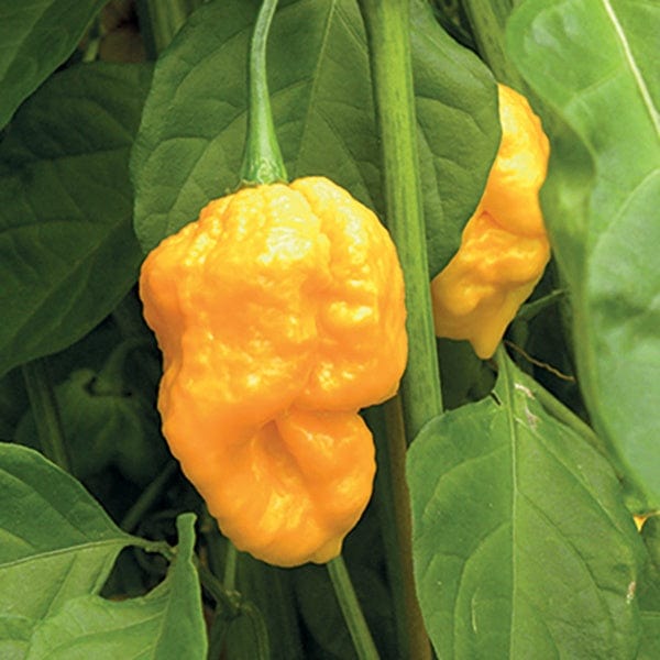 Chilli Pepper Trinidad Moruga Scorpion Yellow Plants