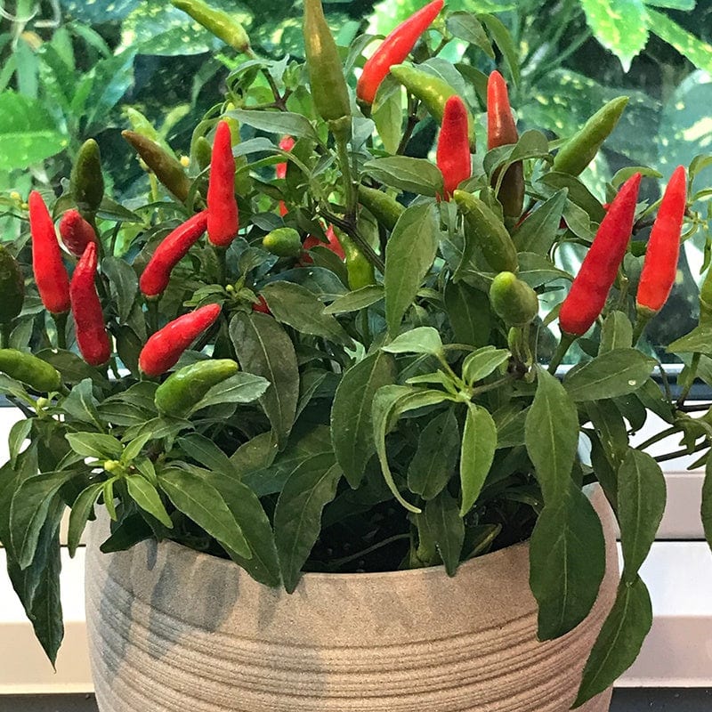 Chilli Pepper Quickfire Vegetable Plants