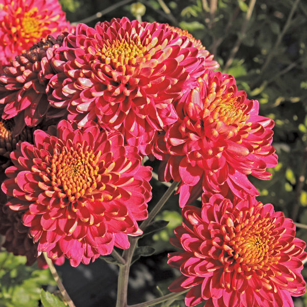 Chrysanthemum Pennine Port Plant