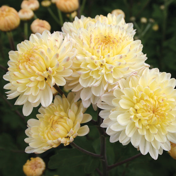 Chrysanthemum Pennine Drift Plant