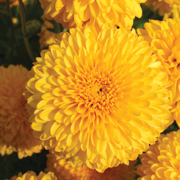 Chrysanthemum Pennine Goal Plant