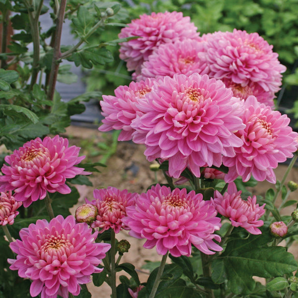 Chrysanthemum Pennine Jane Plant