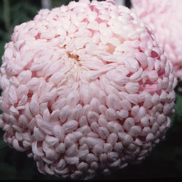 Chrysanthemum Lilac Chessington Plant