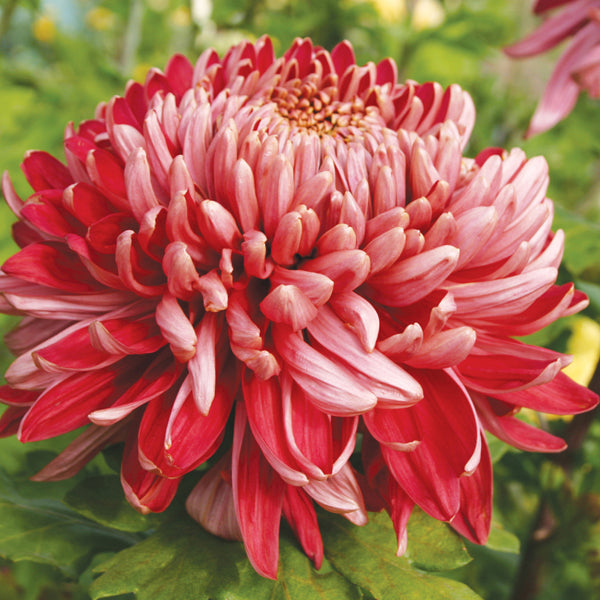 Chrysanthemum Cherry Chessington Plant