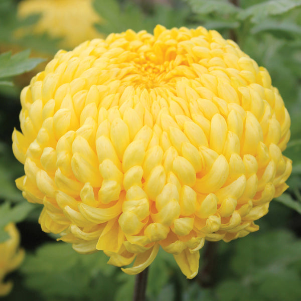 Chrysanthemum Ada Evans Plant