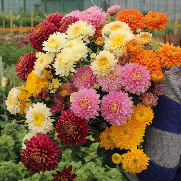 Woolmans Chrysanthemum Pennine Flower Plant Collection