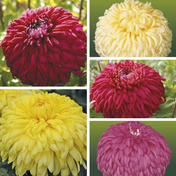 Woolmans Chrysanthemum Outdoor Reflex Bloom Plant Collection