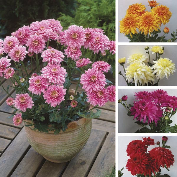 Chrysanthemum Outdoor Spray Plant Collection