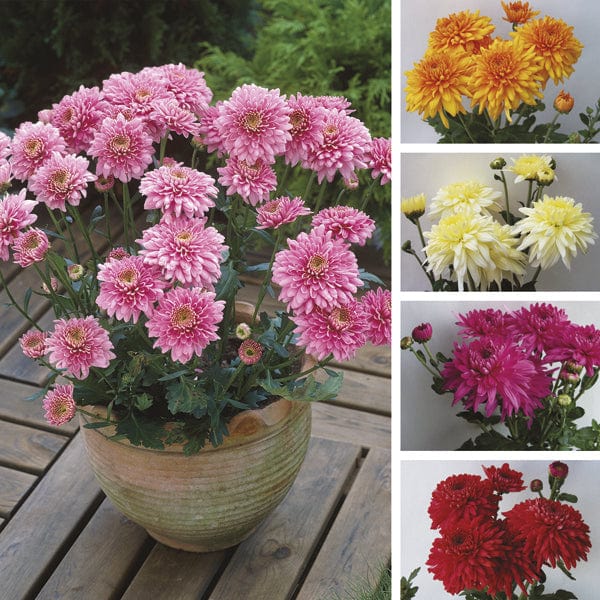 Woolmans Chrysanthemum Outdoor Spray Plant Collection