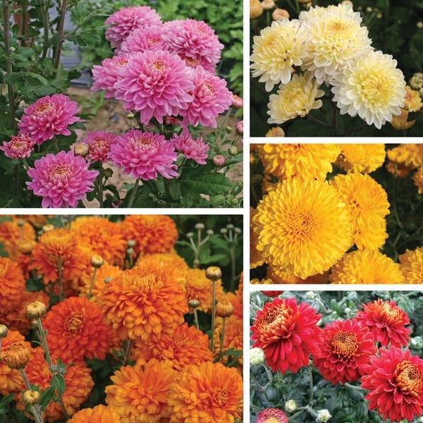 Chrysanthemum Pennine Outdoor Spray Plant Collection