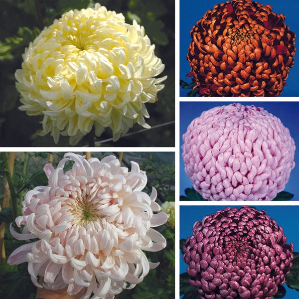 Chrysanthemum Gompie Flower Plant Collection