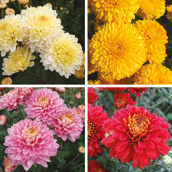 Chrysanthemum Potted Spray Plant Collection