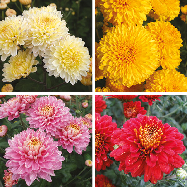 Woolmans Chrysanthemum Potted Spray Plant Collection