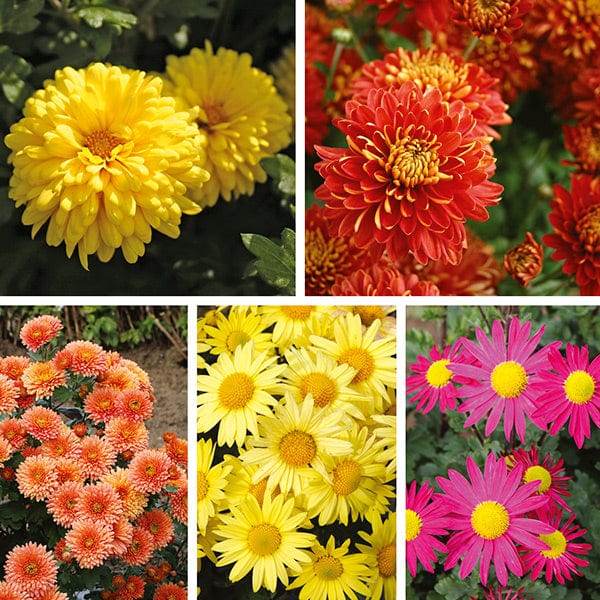 Woolmans Chrysanthemum Garden Hardy Flower Plant Collection