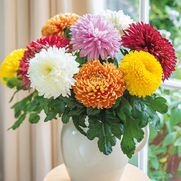 Woolmans Chrysanthemum Outdoor Bloom Plant Collection