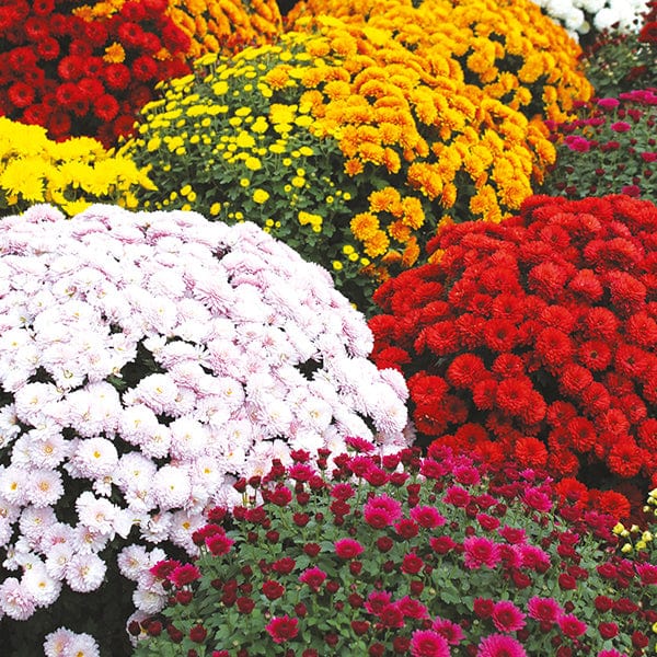 Woolmans Chrysanthemum Outdoor Pot Flower Plant Collection