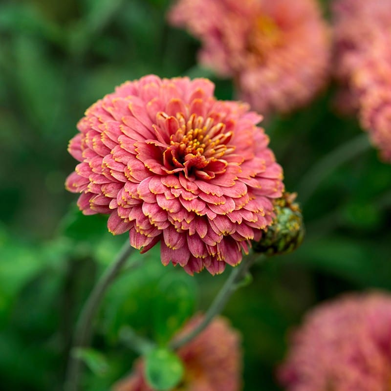 Woolmans Chrysanthemum Dr. Tom Parr Flower Plants