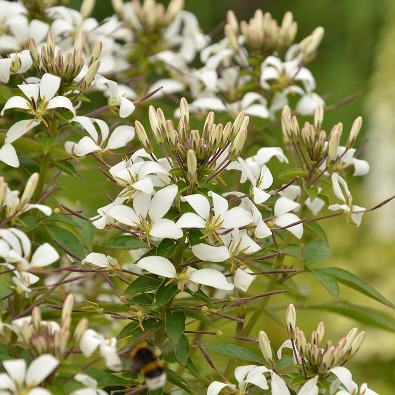 Cleome Senorita Blanca Flower Plants