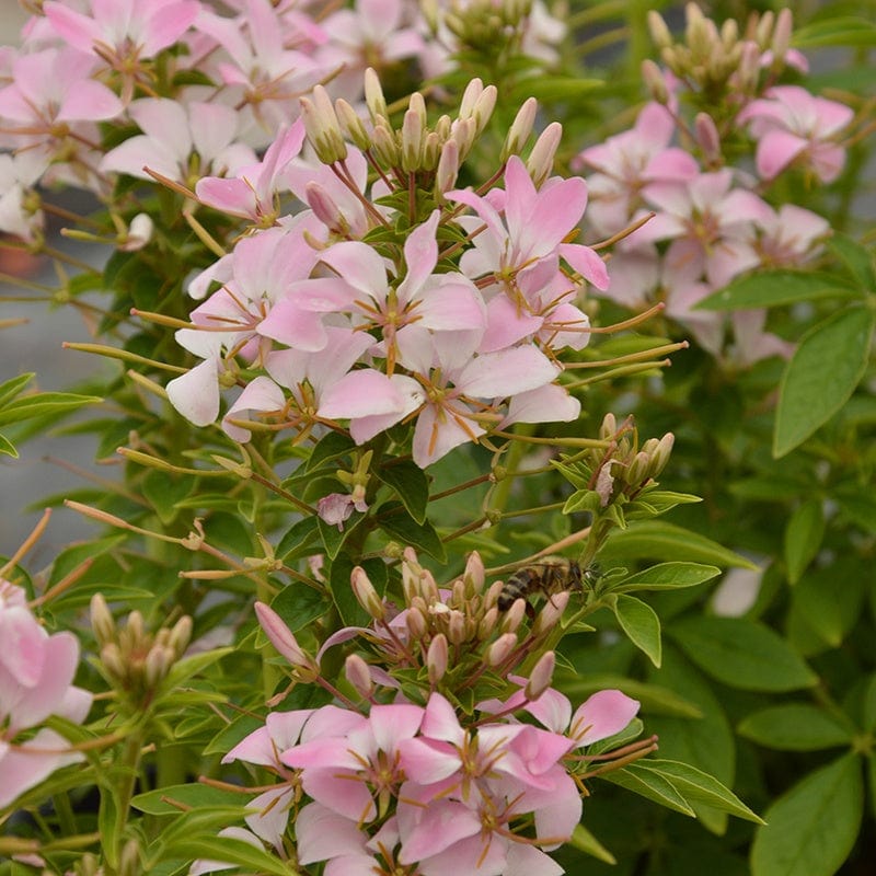 Cleome Senorita Flower Plant Collection